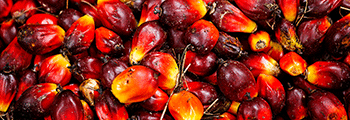 Palm oil