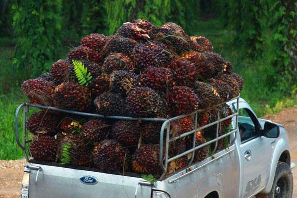 How to extract palm oil from palm fruit bunches?