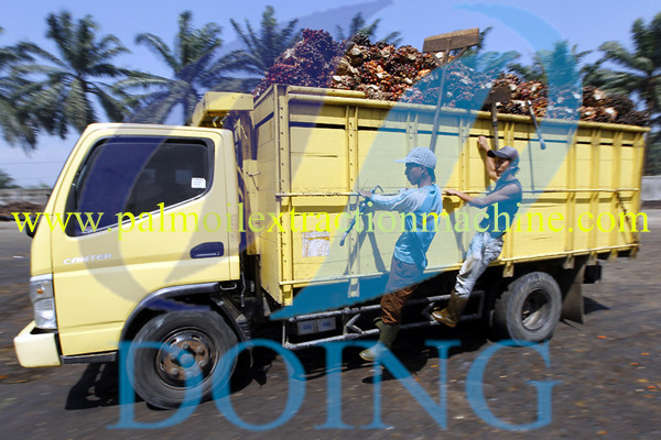 The transporting fresh palm fruit bunches
