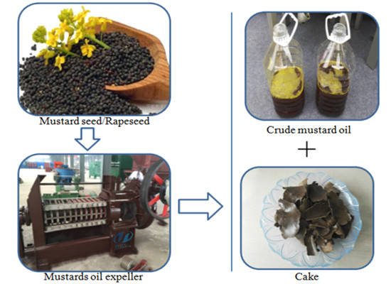 Mustard oil presser/hot pressed mustard oil machine working video