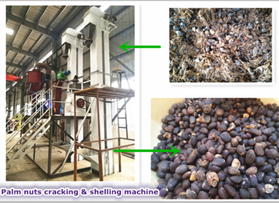 Palm nuts cracking & shelling machine testing video