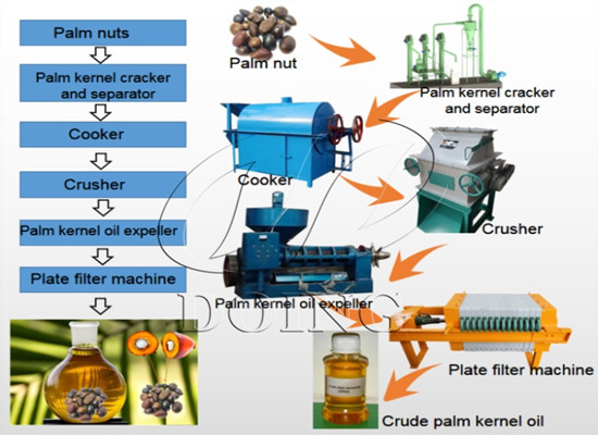 What is the process of palm kernel oil extraction?
