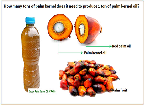How do you extract palm kernel oil from palm kernel?
