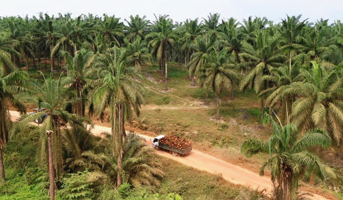 The picture of palm fruits plantation.jpg