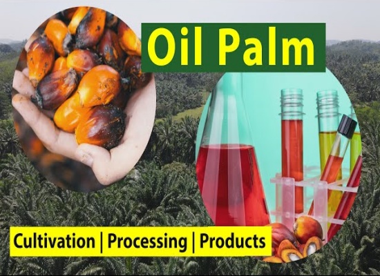 What are the best conditions for palm oil production?