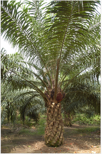 Palm oil plant