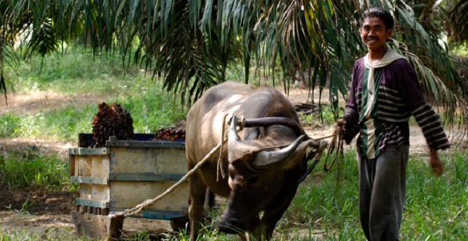 Palm oil production industry