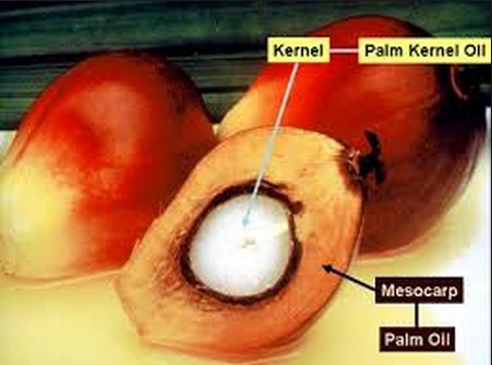Palm kernel oil