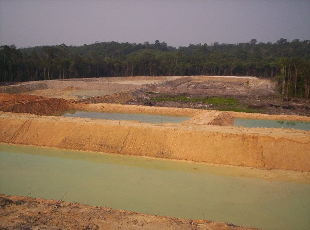 Palm Oil