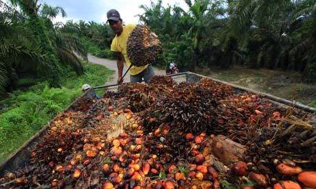 Palm oil industry