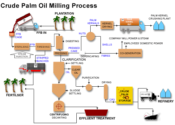 Palm Oil Process