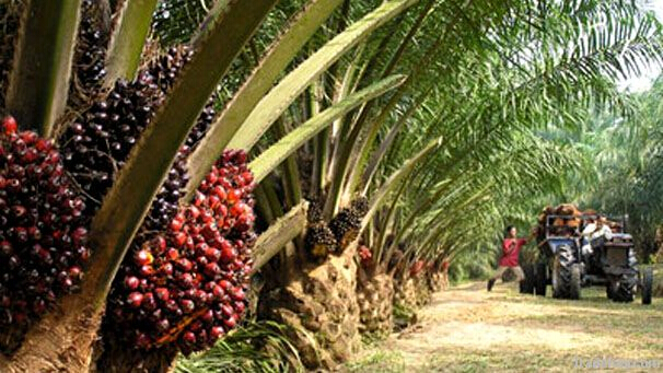 palm oil plant