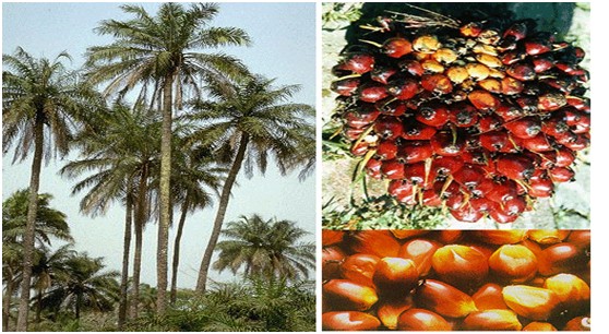 Palm oil industry in Africa