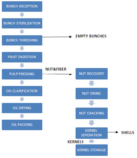 palm oil production process