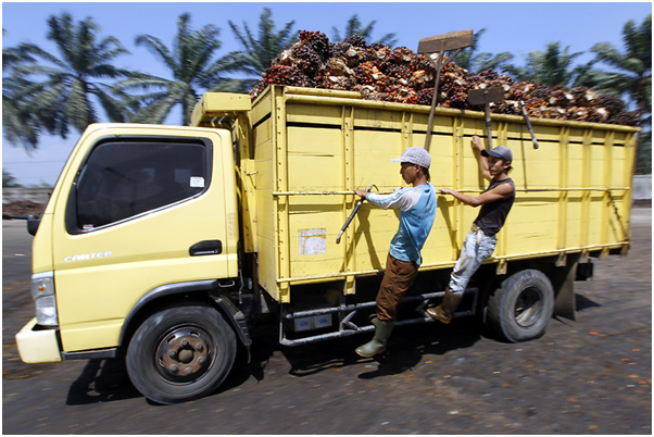 palm oil to biodiesel