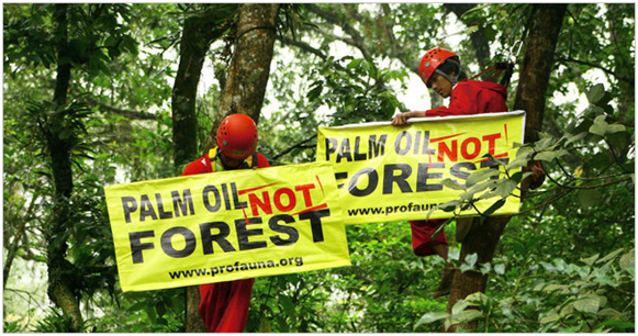 Alternatives to palm oil