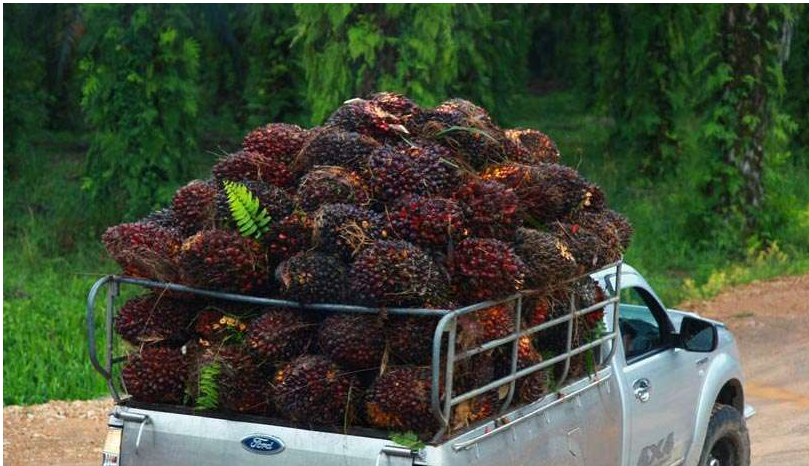 Indonisia Palm Fruit Oil Production Line