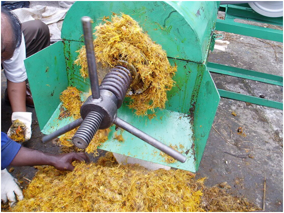 Palm Oil Processing Plant