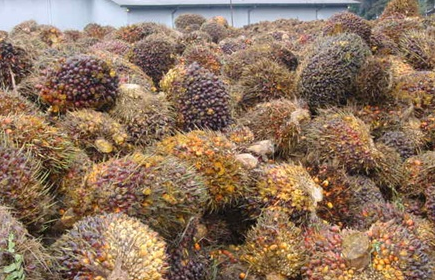 palm fruit bunches 