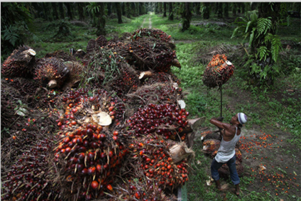 palm oil  proecess