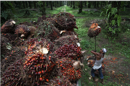 palm oil proecess