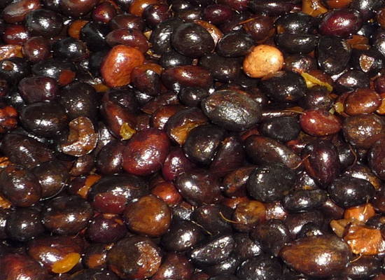 Palm Kernel
