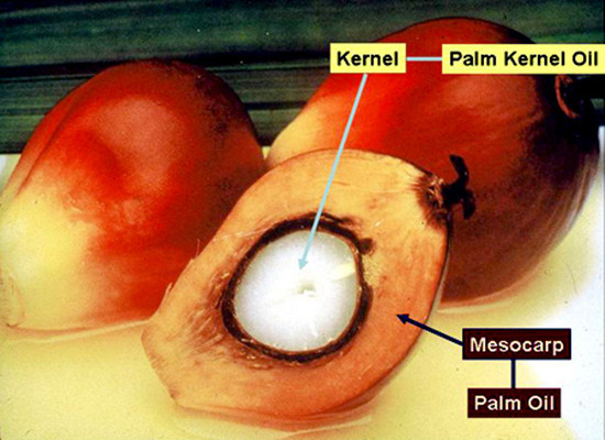 The source of palm oil and palm kernel oil