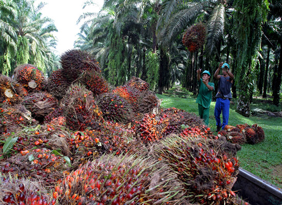 Malaysian Palm Oil Production