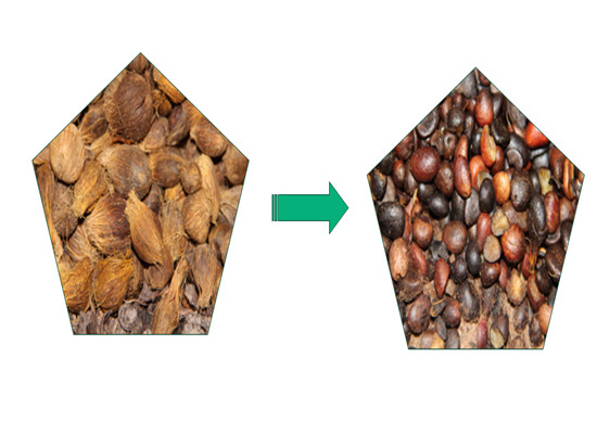 Palm Kernel with fiber