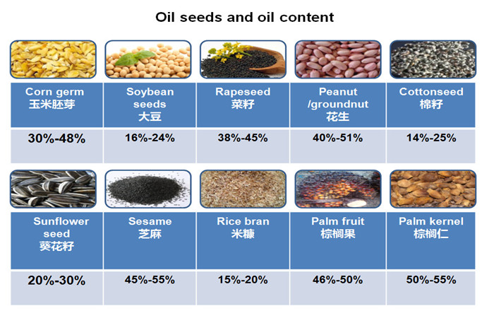 oil seeds oil content