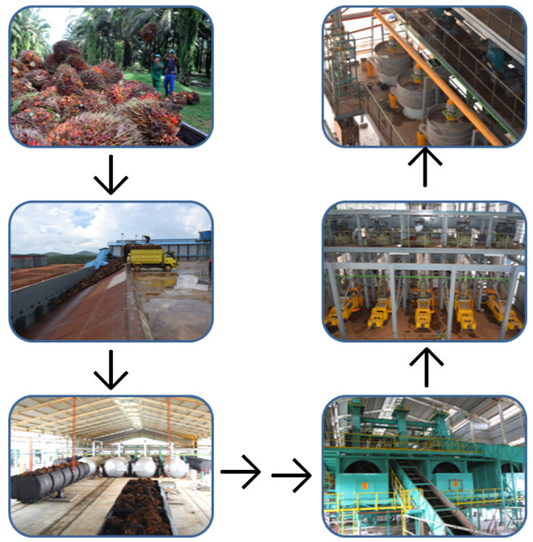 palm fruit oil processing plant