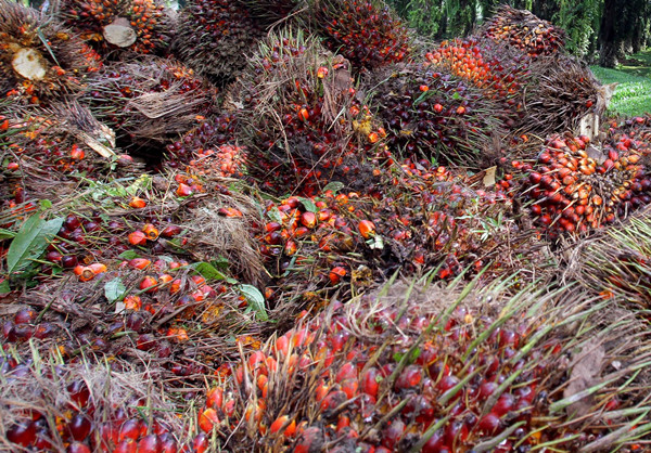 Fresh fruit bunches waitting for processing at palm oil mill
