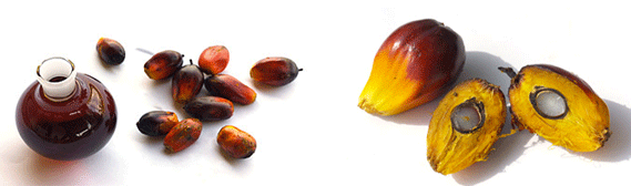 palm fruit and palm oil 