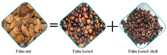 palm kernel machine
