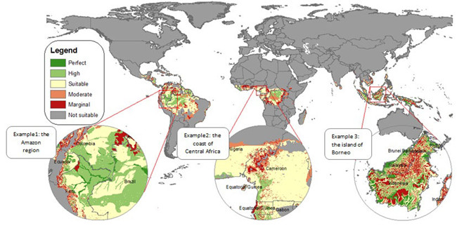 Global Palm Oil Production