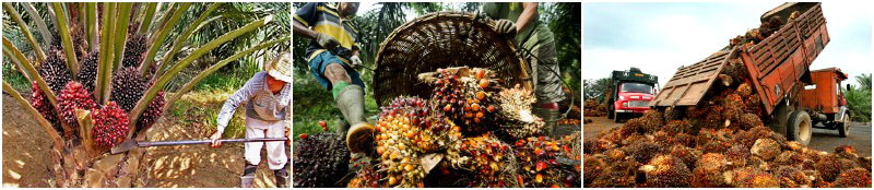 palm fruit harvesting 