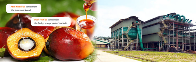 Palm Oil Processing Line