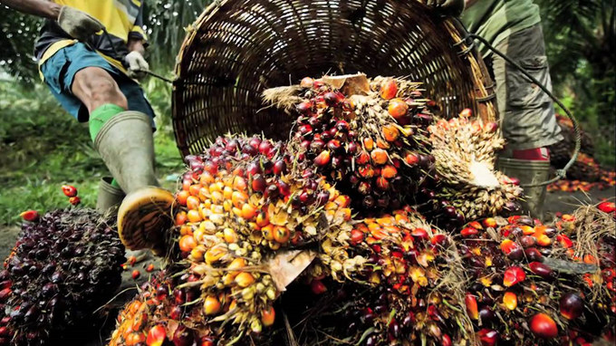 palm fruit bunches 