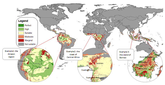 palm oil 