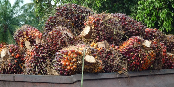 Palm fruit
