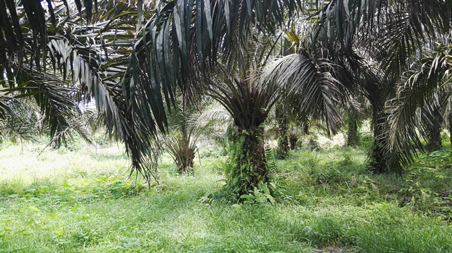palm oil plantation