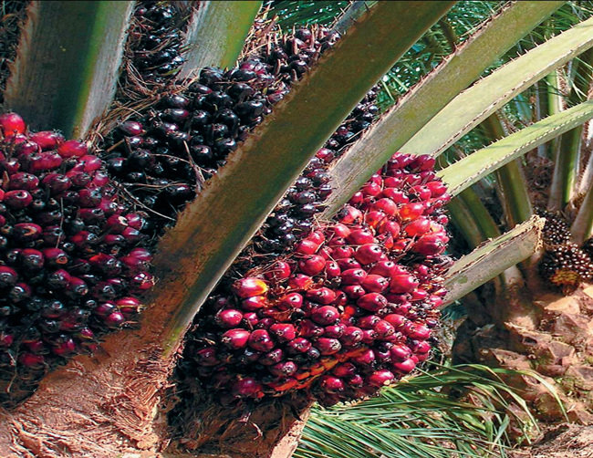 palm fruit bunches in trees