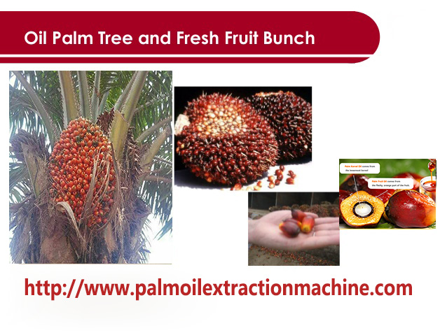 Palm fruit and Palm nuts