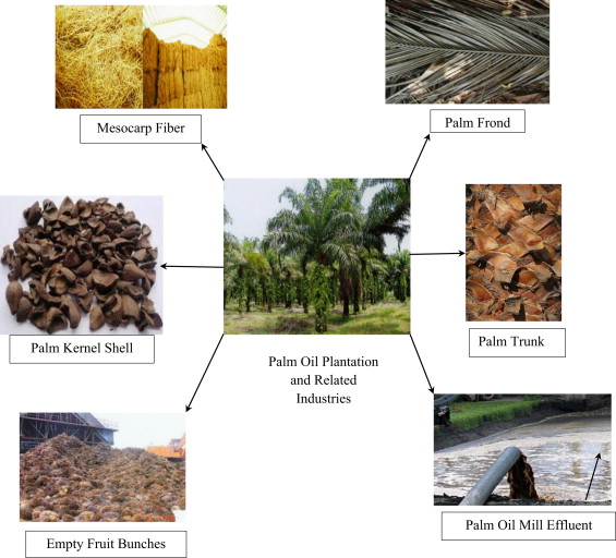 Palm Oil Plant Wastewater