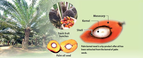Palm friend and Palm kernel