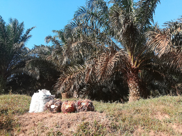 oil palm plantation in Kigoma