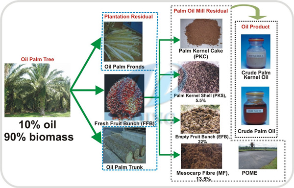 oil palm tree and byproducts