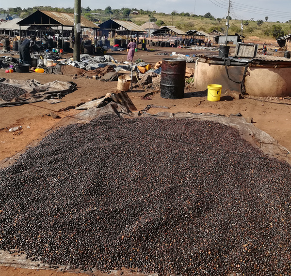 palm kernel should be basked under the sun before crushing