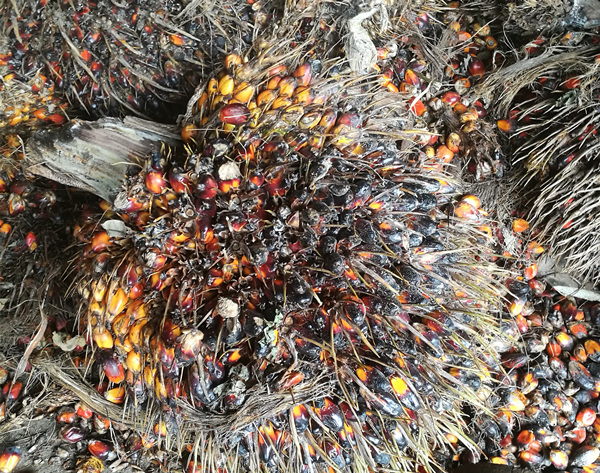 Brown fruit bundle