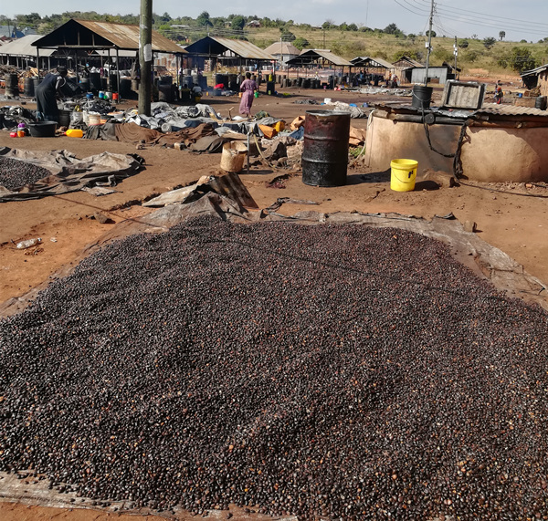 Palm Kernel in press